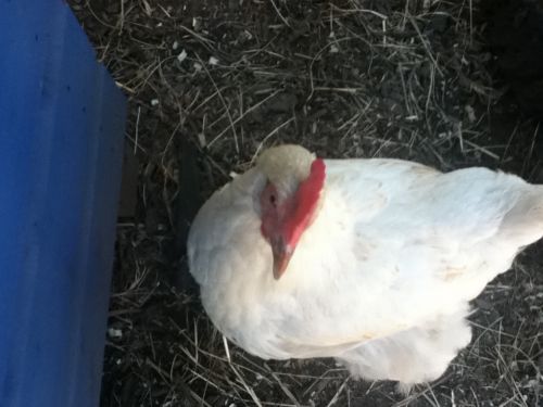 Angry Chicken Boss meme template