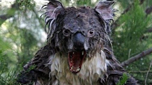 Angry Koala meme template
