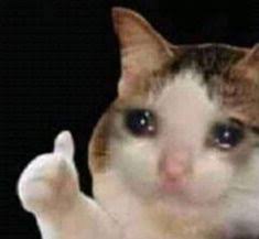 Approved crying cat meme template