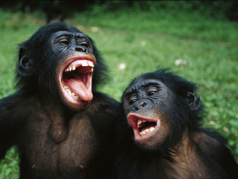 Bonobo Lyfe meme template