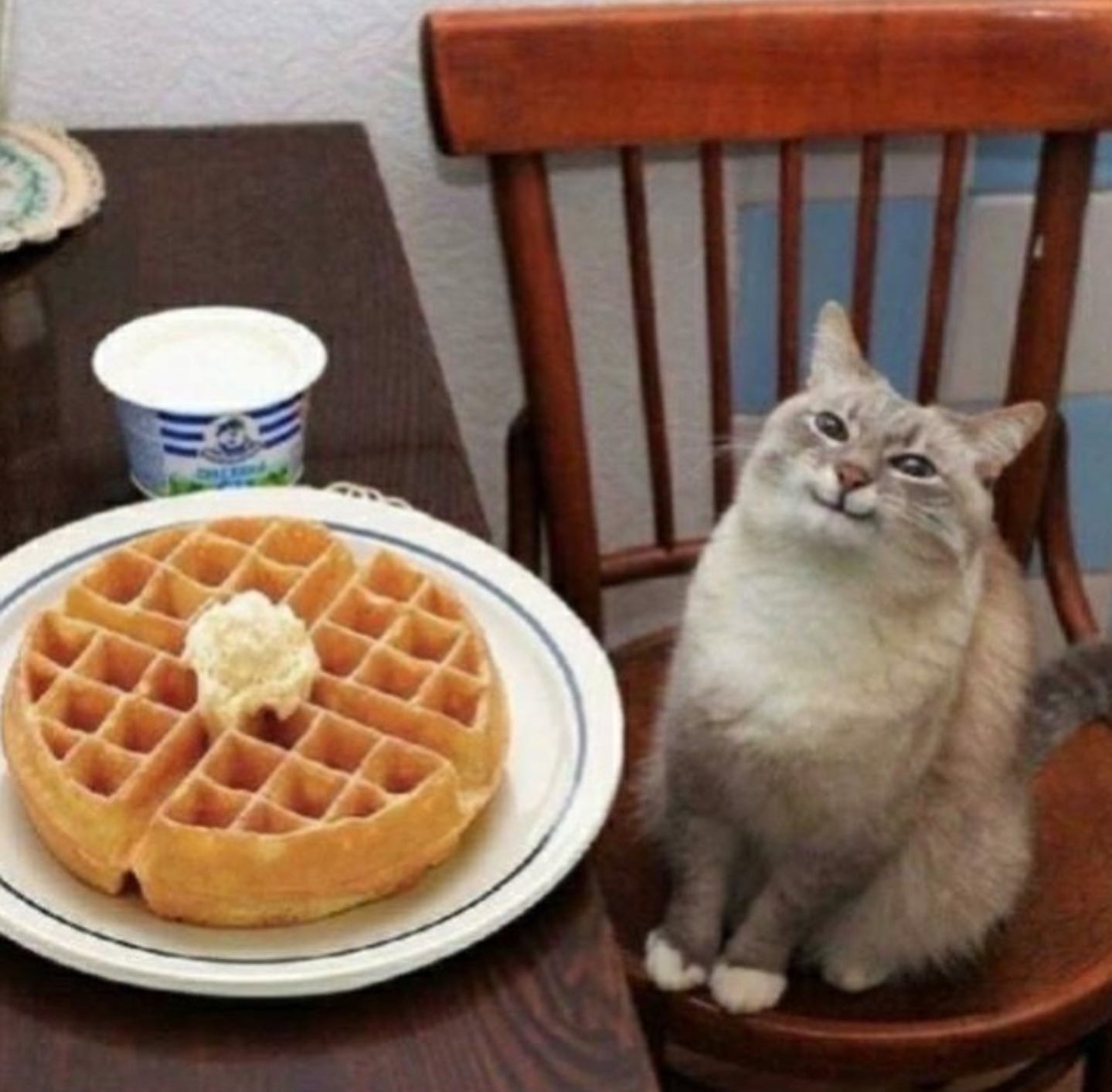 Cat likes their waffle meme template