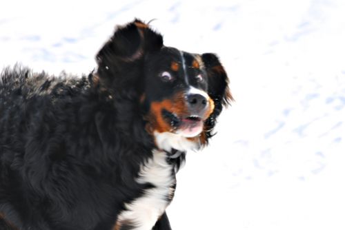 Crazy Dawg meme template