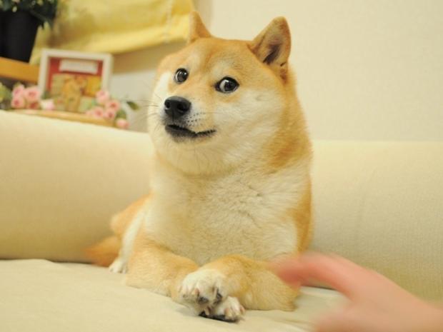 Doge 2 meme template