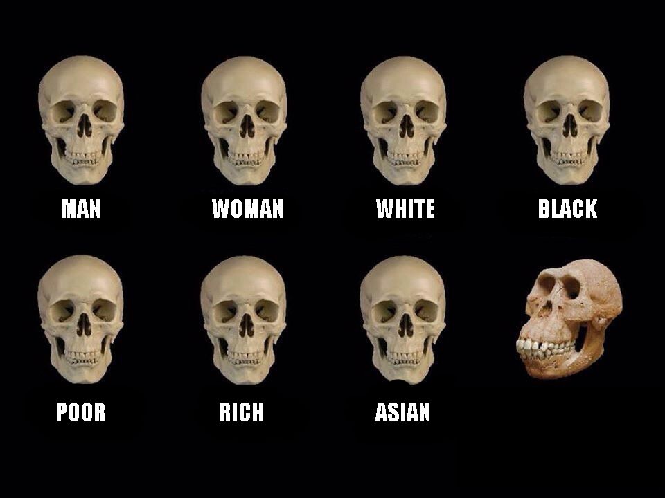 empty skulls of truth meme template