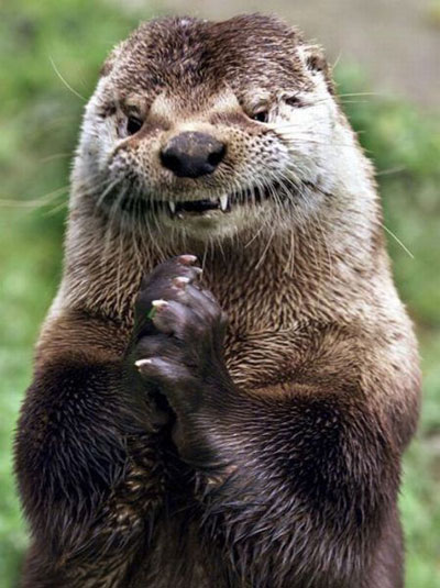 Evil Otter meme template