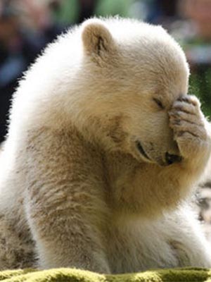 Facepalm Bear meme template