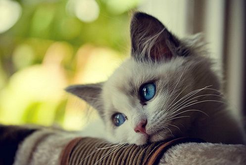 First World Problems Cat meme template