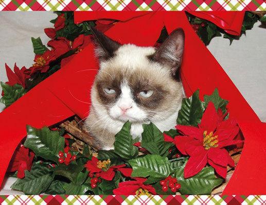 Grumpy Cat Mistletoe meme template