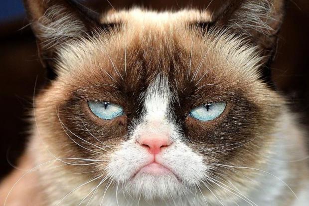 Grumpy Cat Not Amused meme template