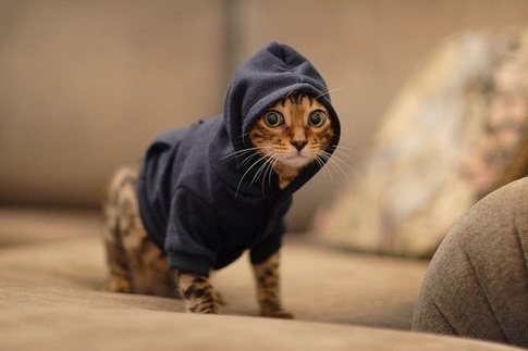 Hoody Cat meme template