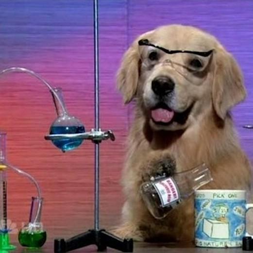 I Have No Idea What I Am Doing Dog meme template