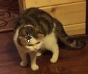 Loading cat meme template
