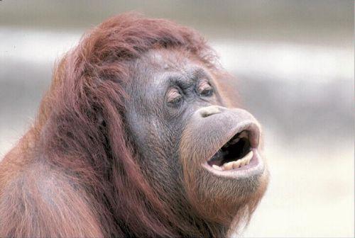 Monkey OOH meme template