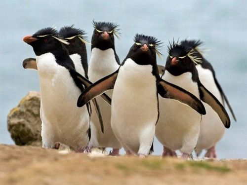 Penguin Gang meme template