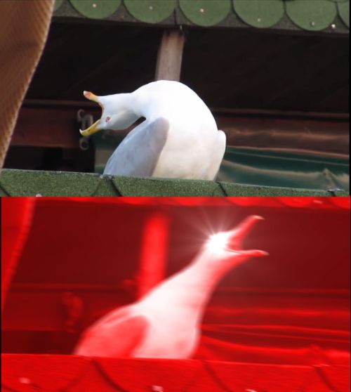 screaming seagull meme template