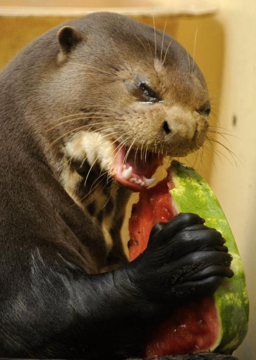Self Loathing Otter meme template