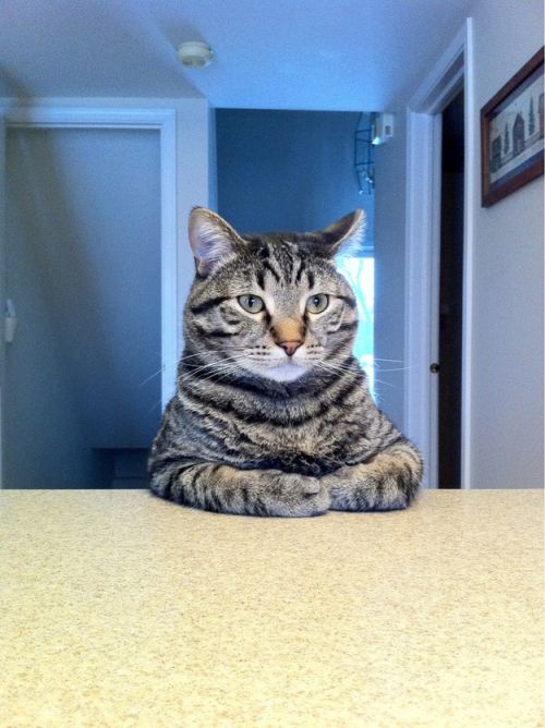 Take A Seat Cat meme template