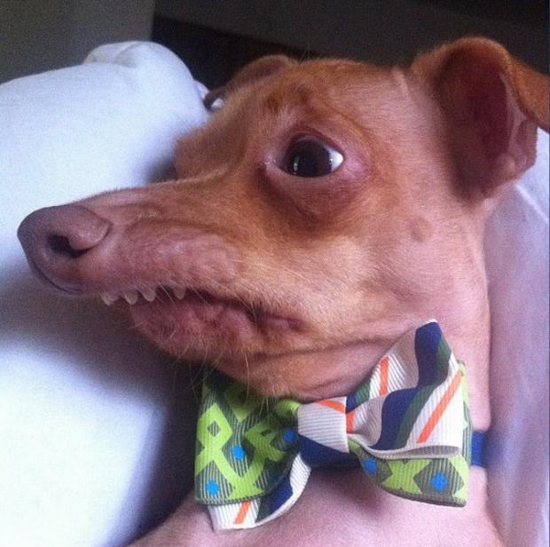 Tuna the dog (Phteven) meme template