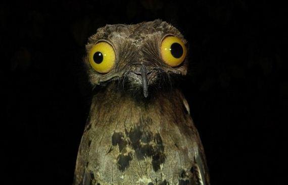Weird Stuff I Do Potoo meme template